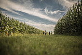 Caucasian family walking in corn field