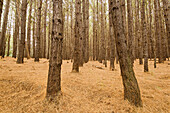 Bare trees growing in dry forest