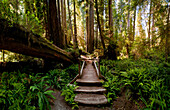 Steps through fallen trees in lush forest
