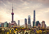 Shanghai city skyline over field of flowers, Shanghai, China