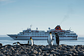 Koenigspinguine Aptenodytes patagonicus am Strand mit Expeditions-Kreuzfahrtschiff MS Hanseatic Hapag-Lloyd Kreuzfahrten im Hintergrund, Salisbury Plain, Suedgeorgien, Antarktis