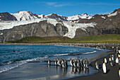 Koenigspinguine Aptenodytes patagonicus am Strand vor Bergkulisse, Gold Harbour, Suedgeorgien, Antarktis
