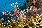 Lionfish in Coral Reef, Pterois volitans, Komodo National Park, Indonesia
