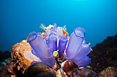 Blaue Seescheiden am Riff, Rhopalaea morph, Bali, Indonesien