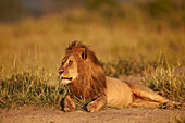 Lion Panthera leo, Serengeti National Park, Tanzania, East Africa, Africa