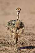 Common ostrich Struthio camelus chick, Kgalagadi Transfrontier Park, encompassing the former Kalahari Gemsbok National Park, South Africa, Africa