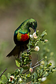 Beautiful sunbird Cinnyris pulchella, female, Ngorongoro Conservation Area, UNESCO World Heritage Site, Serengeti, Tanzania, East Africa, Africa