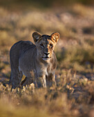 Lion Panthera leo, immature, Kgalagadi Transfrontier Park encompassing the former Kalahari Gemsbok National Park, South Africa, Africa