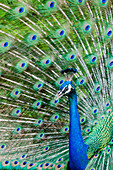 Indian peacock Pavo cristatus, Waimea Valley Audubon Park, North Shore, Oahu, Hawaii, United States of America, Pacific