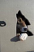 Iditarod dogs wait in their truck box for the start of the 2011 Iditarod in downtown Anchorage, Alaska