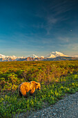 A grizzly Bear near the park road in warm evening light in Area 14 with Mt. McKinley and the Alaska Range in the background, Denali National Park, summer