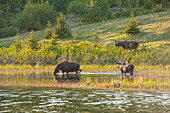 Three bull moose forage for food at a pond off the Coastal Trail in Kincaid Park, Anchorage, Southcentral Alaska.
