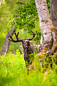 Young bull moose in velvet amongst the trees and foliage of Kincaid Park, Southcentral Alaska, Summer