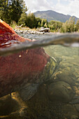Spawned Out Sockeye Salmon In Quartz Creek Kenai Peninsula Alaska Summer Underwater Image