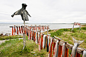Subsistance Caught Bristol Bay Sockeye Salmon Harvested From Newhalen River Drying On A Rack, Southwest Alaska, Summer