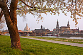 Old town of Dresden with the Frauenkirche, the House of the Estates, the Hofkirche and the Dresden Castle above the Elbe river in the blue dusk with blooming cherry tree in the foreground, Saxony, Germany