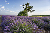 Lavendelfeld, Baum, Plateau de Valensole, Provence-Alpes-Côte d'Azur, Frankreich