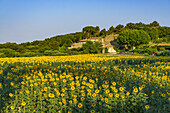 Sonnenblumen in einem Feld, Lourmarin, Vaucluse, Luberon, Provence, Provence-Alpes-Côte d’Azur, Frankreich