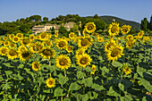 Sunflowers, near Loumarine, Vaucluse, Luberon Regional park, Provence-Alpes-Cote d’Azur, France