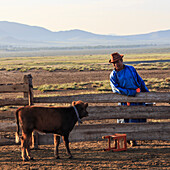 Man in traditional blue deel and hat leans on fence and talks to calf dawn in summer, Nomad camp, Gurvanbulag, Bulgan, Mongolia, Central Asia, Asia