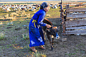 Lady wearing headscarf and blue deel handles calf, distant gers, at dawnin summer, Nomad camp, Gurvanbulag, Bulgan, Mongolia, Central Asia, Asia