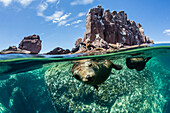 California sea lions Zalophus californianus, half above and half below at Los Islotes, Baja California Sur, Mexico, North America