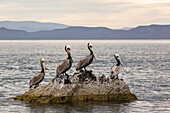 Adult brown pelicans Pelecanus occidentalis, Isla Ildefonso, Baja California Sur, Mexico, North America