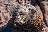 Adult male Guadalupe fur seal Arctocephalus townsendi, hauled out on Isla San Pedro Martir, Baja California, Mexico, North America
