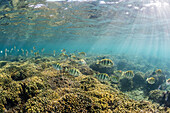 A large school of convict tang Acanthurus triostegus on the only living reef in the Sea of Cortez, Cabo Pulmo, Baja California Sur, Mexico, North America