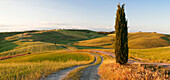 Tuscan landscape with cypress tree, near San Quirico, Val d'Orcia Orcia Valley, UNESCO World Heritage Site, Siena Province, Tuscany, Italy, Europe