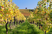 Cottage in vineyards in autumn, Uhlbach, Baden-Wurttemberg, Germany, Europe