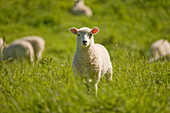 Lamb, North Island, New Zealand, Pacific
