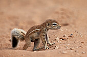 Baby Cape ground squirrel Xerus inauris, Kgalagadi Transfrontier Park, encompassing the former Kalahari Gemsbok National Park, South Africa, Africa