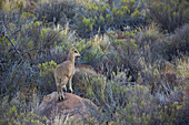 Klipspringer Oreotragus oreotragus male, Karoo National Park, South Africa, Africa