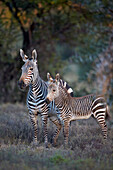 Cape mountain zebra Equus zebra zebra mare and foal, Mountain Zebra National Park, South Africa, Africa