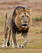 Lion Panthera leo, Addo Elephant National Park, South Africa, Africa
