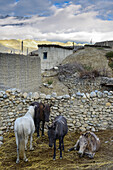 Four horses, mules in Tangge, tibetian village with a buddhist Gompa in the Kali Gandaki valley, the deepest valley in the world, Mustang, Nepal, Himalaya, Asia