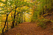 Wanderweg im Pfaelzer Wald, bei Annweiler, Naturpark Pfaelzer Wald, Rheinland-Pfalz, Deutschland