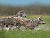 Gray Wolf (Canis lupus) pair running through water, North America