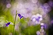 Bluebell Hyacinthoides non-scripta, Oxfordshire, England, United Kingdom, Europe