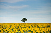 Sunflowers Helianthus, Chillac, Charente, France, Europe