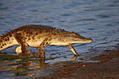 Nile crocodile Crocodylus niloticus exiting the water, Kruger National Park, South Africa, Africa