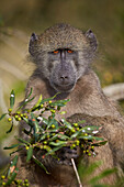 Chacma baboon Papio ursinus, Kruger National Park, South Africa, Africa