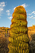 Endemic giant barrel cactus Ferocactus diguetii on Isla Santa Catalina, Baja California Sur, Mexico, North America
