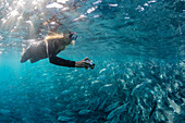 A snorkeler with a large school of bigeye trevally Caranx sexfasciatus in deep water near Cabo Pulmo, Baja California Sur, Mexico, North America