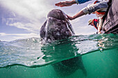 California gray whale Eschrichtius robustus calf above and below with whale watchers in San Ignacio Lagoon, Baja California Sur, Mexico, North America