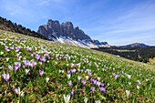 Flowers bloom on the meadows at the foot of the Odle, Malga Gampen, Funes Valley, South Tyrol, Dolomites, Italy, Europe