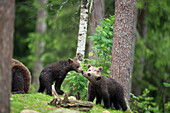 Brown bear cubs Ursus arctos, Finland, Scandinavia, Europe