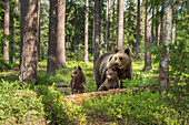 Brown bear family Ursus arctos, Kuhmo, Finland, Scandinavia, Europe