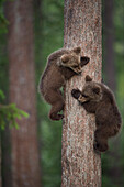 Brown bear cubs tree climbing, Finland, Scandinavia, Europe